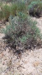 Oedera fruticosa