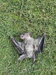 Rousettus aegyptiacus