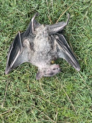 Rousettus aegyptiacus