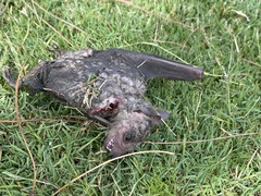 Rousettus aegyptiacus