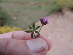 Trifolium usambarense