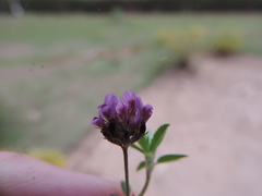Trifolium usambarense