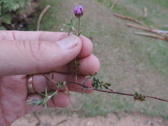 Trifolium usambarense