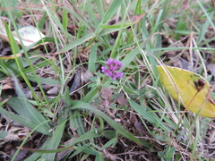 Trifolium usambarense