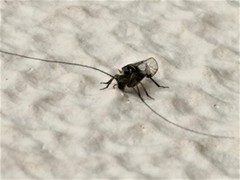 Psocodea