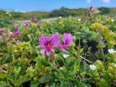 Pelargonium suburbanum