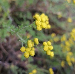 Hippia frutescens