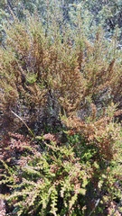 Erica paniculata