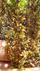 Erica paniculata