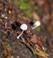 Mycena minya