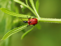 Apoderus coryli