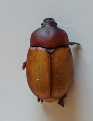 Calicnemis truncatifrons