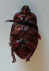 Calicnemis truncatifrons