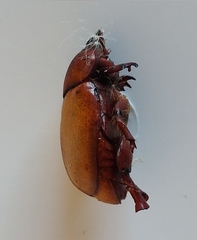 Calicnemis truncatifrons