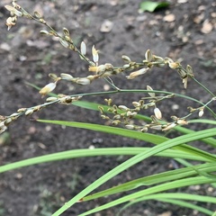 Chlorophytum galpinii image