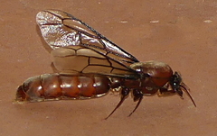 Dorylus fulvus