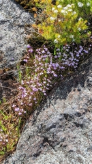 Utricularia grampiana