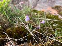 Utricularia grampiana