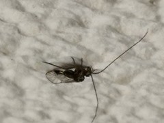 Psocodea