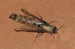 Dorylus fulvus