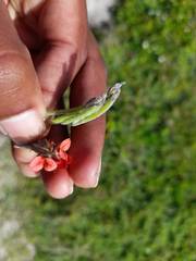 Indigofera tomentosa
