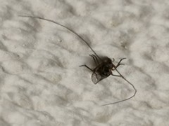 Psocodea