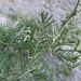 Vachellia hebeclada - Photo (c) Riana Fourie, algunos derechos reservados (CC BY-NC), subido por Riana Fourie