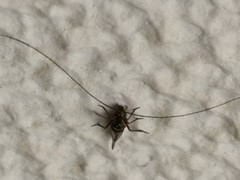 Psocodea