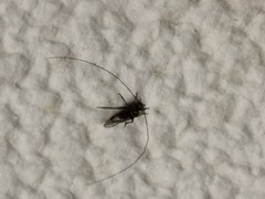 Psocodea