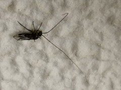 Psocodea