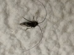 Psocodea
