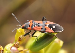 Lygaeus equestris equestris