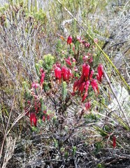 Erica monadelphia