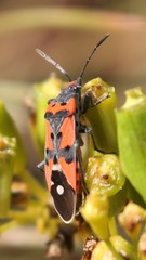 Lygaeus equestris equestris