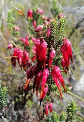 Erica monadelphia