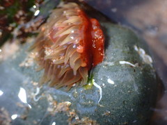 Anemonia mutabilis