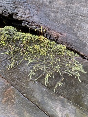 Racopilum cuspidigerum