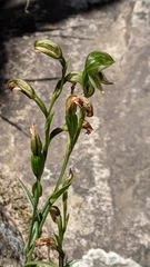 Pterostylis melagramma