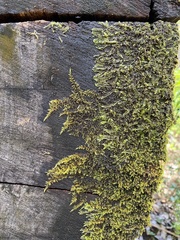 Racopilum cuspidigerum