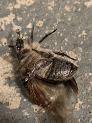 Anoplognathus velutinus