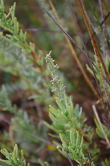 Artemisia caerulescens
