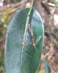 Nephrotoma australasiae