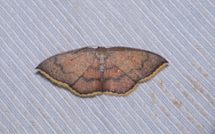 Pseudhyria rubra