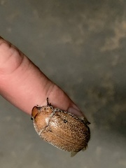 Anoplognathus velutinus