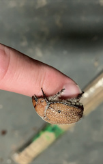 Anoplognathus velutinus