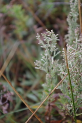 Artemisia caerulescens