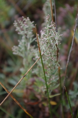 Artemisia caerulescens