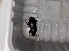 Carabidae