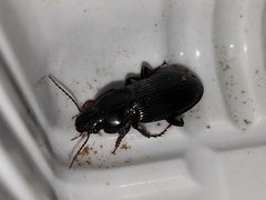 Carabidae