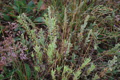 Artemisia caerulescens